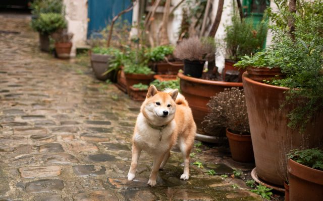 Nioki dans sa cour à Paris 14